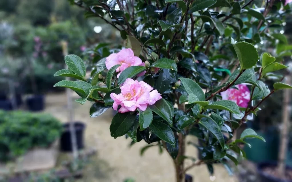Camellia Grove Nursery 