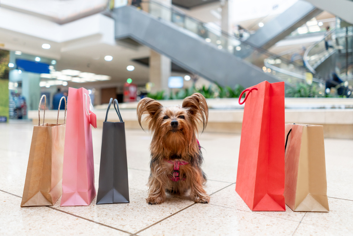 Close-up on a beautiful dog shopping at the mall with bags around her â pet friendly concepts