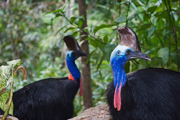 Southern Cassowary, Casaurius casaurius, Cassowary House Queensland Australia. (Photo by: Education Images/Universal Images Group via Getty Images)