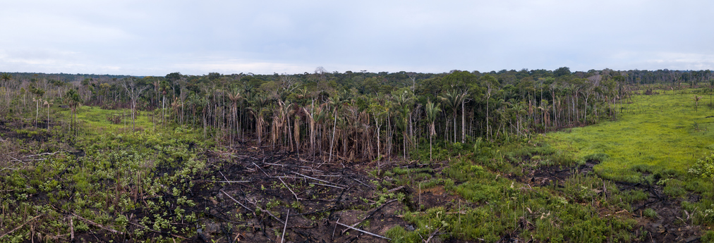 Panoramic aerial view of burn meadow,cut trees in cattle pasture farm in the Amazon rainforest, Brazil. Image: Getty