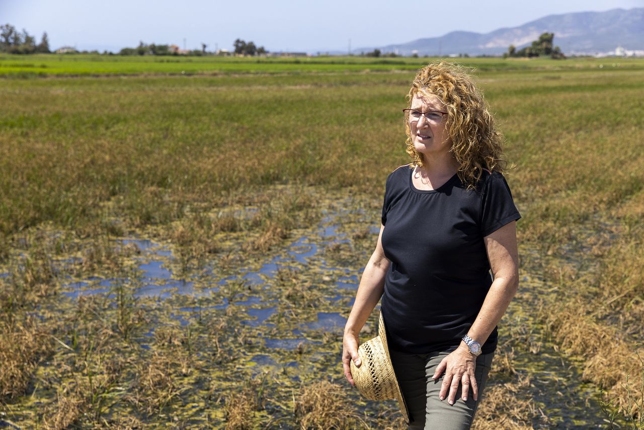 Montserrat Sérvulo stands in the paddy fields in the Ebro Delta, Spain, where seawater has damaged a large percentage of her crops.