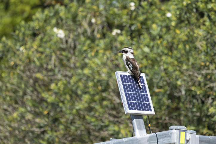Kookaburra charging his batteries. Credit:	Vicki Smith/Getty Images