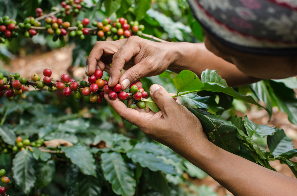The cost of coffee beans has surged. Climate change will only make that worse. Shutterstock